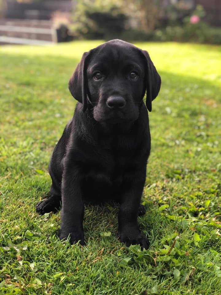 stemning billeder Kennel Cap De Lab